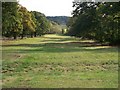 Avenue of Oaks