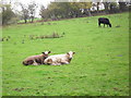 Cattle at Meenan Townland