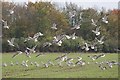 Gulls