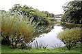 Lake, Trewithen Gardens