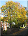 Autumn Colour, Newport, Barton Upon Humber