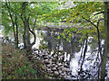 The Wharfe beside Wharfe Meadows Park, Otley