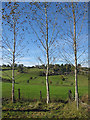 Three spindly birch trees