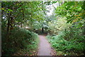 The Pen Stream woodland Path