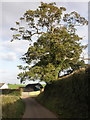 Isolated tree, on the road to Clyst Honiton