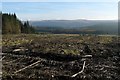 Forestry clear fell near Glenariff Forest Park