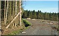 Forest track near Glenariff Forest Park