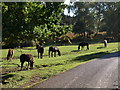 Ponies at Shobley