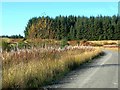 Forestry Road In Glentrool Forest