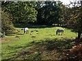 Ponies near Linford