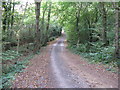 Bridleway in Medhone Copse