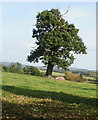 Oak tree, Llanwern