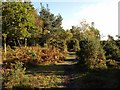 Path on Vereley Hill