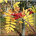 Rowan fruit at Christ Church, Gretton