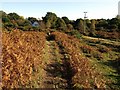 Heathland near Burley Street