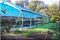 Polytunnel and Winter Pansies