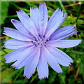 Wild Chicory, Cichorium intybus