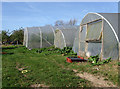 Polyhouses, Ashurst Farm