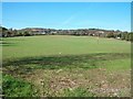 View northwards towards Mariandyrys across grazing land