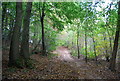 TQ5540 : Footpath in Sproud's Wood by N Chadwick
