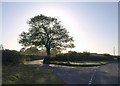 Tree by the A382