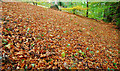 Autumn leaves, Huntly, Banbridge