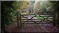 Footpath  in Willow