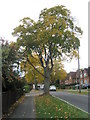 Trees in Cromwell Road