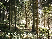 NT2259 : Serpentine Wood by Richard Webb