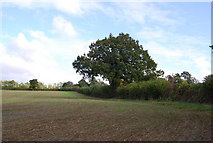 TQ5139 : Hedge & tree by the path, Chafford Park by N Chadwick