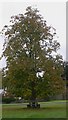 Tree with seat on the east of the green at Lurgashall