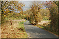 Looking north at autumn leaves on Ufton Fields lane