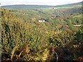 Over the treetops from Coed Kilkiffeth