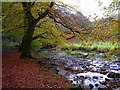 River Ogden in Autumn