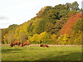 Autumnal Trees