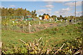 Allotments at Gorsley Common