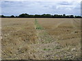 Footpath through the stubble