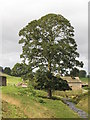 Tree and burn at Chapel House Farm