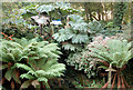 Ferns and gunnera on the woodland walk, Tregenna Estate