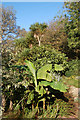 A verdant corner of the sub-tropical garden, Tregenna Estate