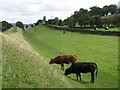 Cattle grazing in the north defensive ditch of Hadrian