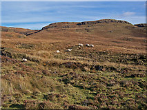 NG1842 : Sheep near the shielings by Richard Dorrell