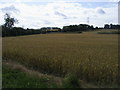 Pylons across the fields