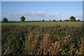 Enlarged field by Kenilworth Road