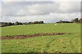 SX1656 : Sheep graze near the electric sub station by roger geach