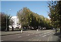 Trees by Lewes Road