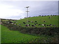 Holstein Friesians galore at Ballybunden