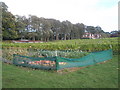 Looking past the pumpkins into the Leeds Castle Vineyard