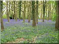 Carpet of Bluebells