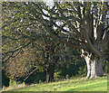 Trees near Hempshill Hall